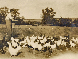 George with his hens